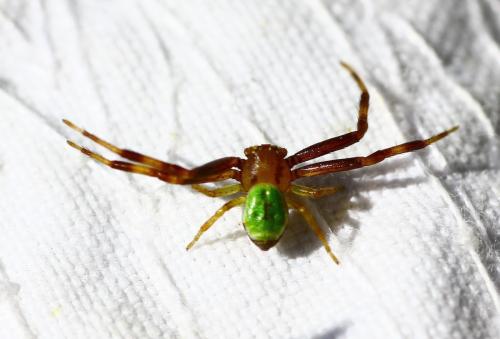 Réf. 218 128 : Ebrechtella tricuspidata